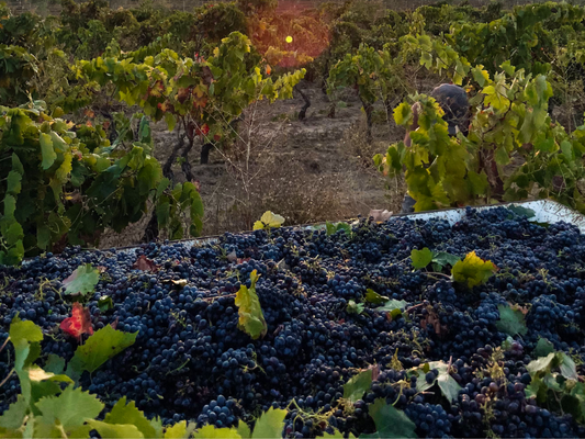 Negroamaro: Il Principe del Salento e la Sua Evoluzione nei Vini Moderni