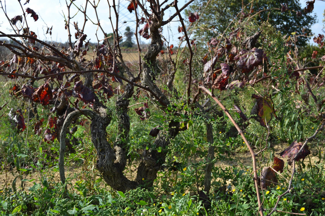 Puglia, Margotta e Vini d’Eccellenza: Il Segreto della Viticoltura Sostenibile Salentina