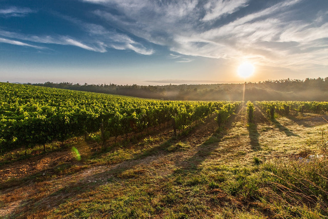 Decifrare l'Enigma: Guida Definitiva per Leggere l'Etichetta del Vino (e Scoprire la Sua Storia)