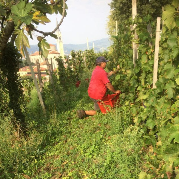 Michele Bertuzzo vendemmia artigianale